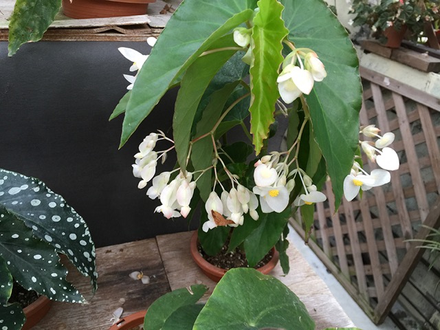 B. ‘Ama’